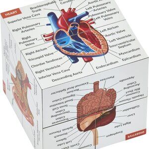 Human Anatomy Study Cube Study 9 Parts of The Human Body Perfect Anatomy Medical